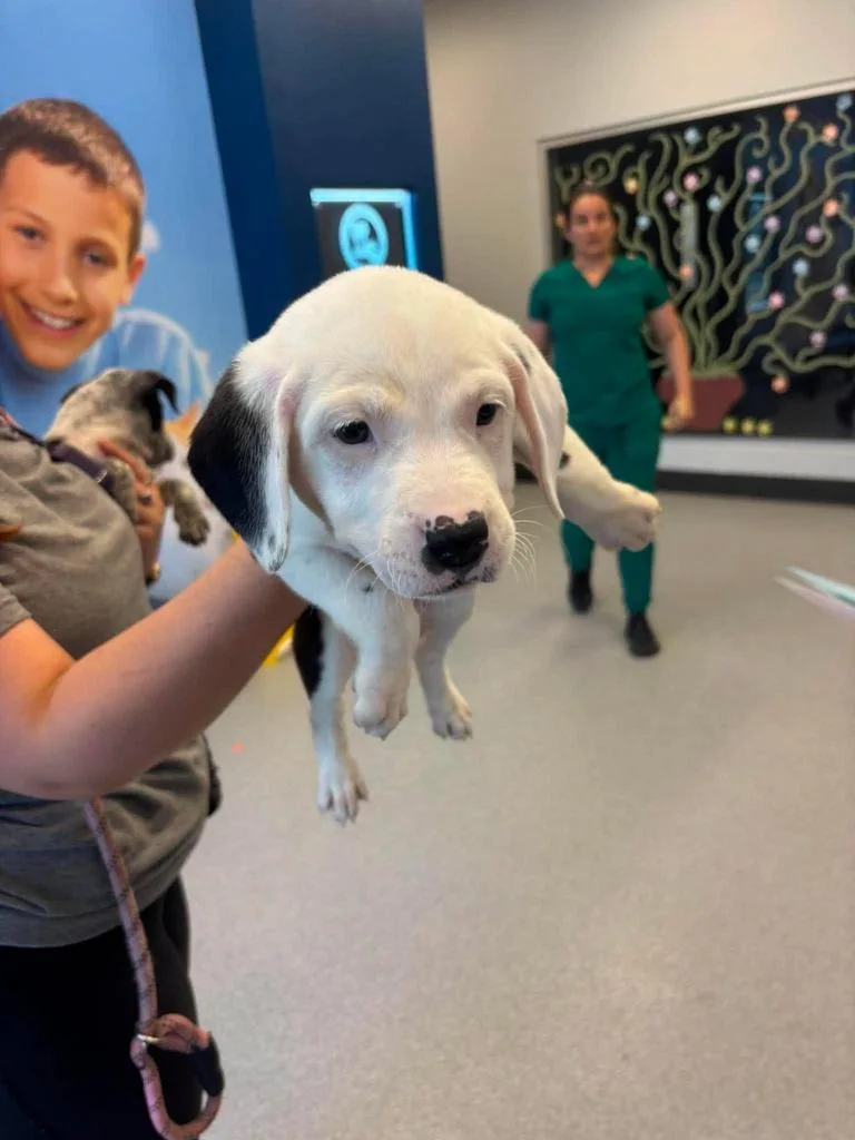 A baby medium-sized female Pit Bull Terrier dog named Patty for adoption in Livingston, LA