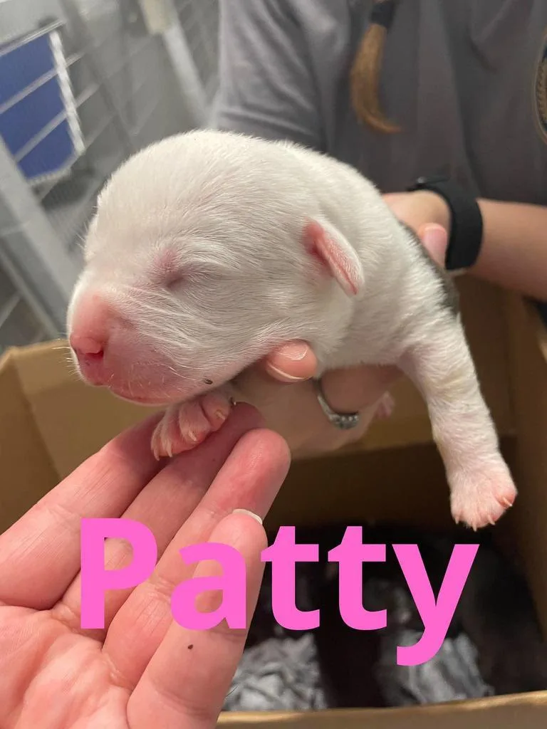 Patty thumbnail 2