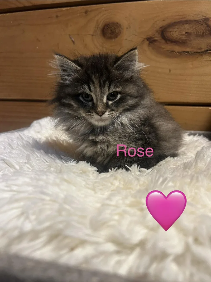 A baby medium-sized female Maine Coon cat named Rose for adoption in Absecon, NJ