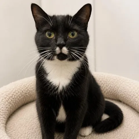 An adult medium-sized female Black & White / Tuxedo Domestic Short Hair cat named Frannie for adoption in Cranston, RI