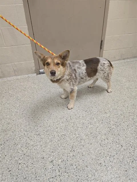 A young medium-sized male Cardigan Welsh Corgi dog named Cowboy for adoption in Conroe, TX