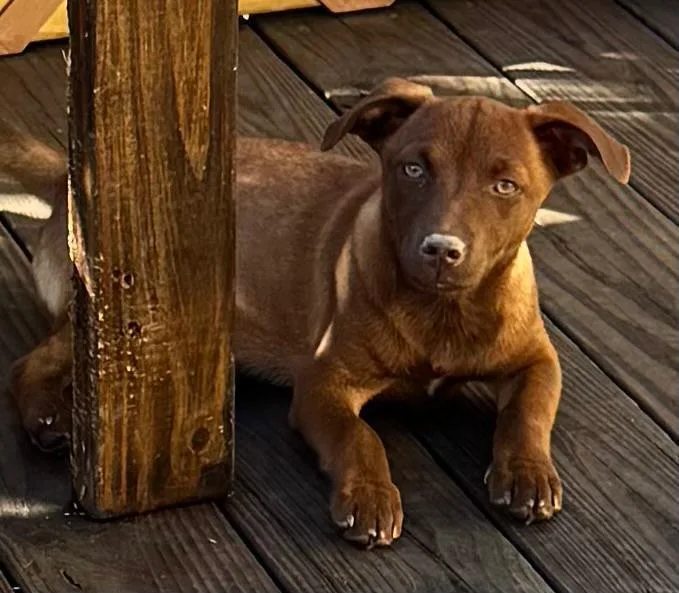 A baby medium-sized female Labrador Retriever dog named Canela for adoption in Virginia Beach, VA