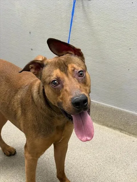 A young large-sized male Labrador Retriever dog named Derp The Merp for adoption in Las Vegas, NV