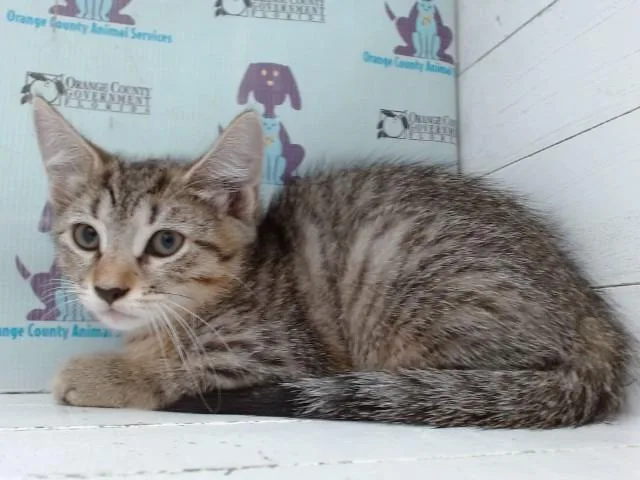 A baby small-sized female Domestic Short Hair cat named A for adoption in Orlando, FL