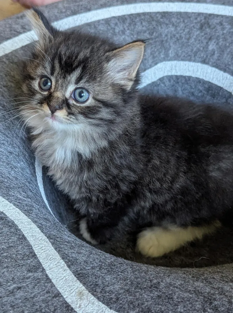 A baby medium-sized female Tabby (Brown / Chocolate) Maine Coon cat named Diva for adoption in Sardinia, OH