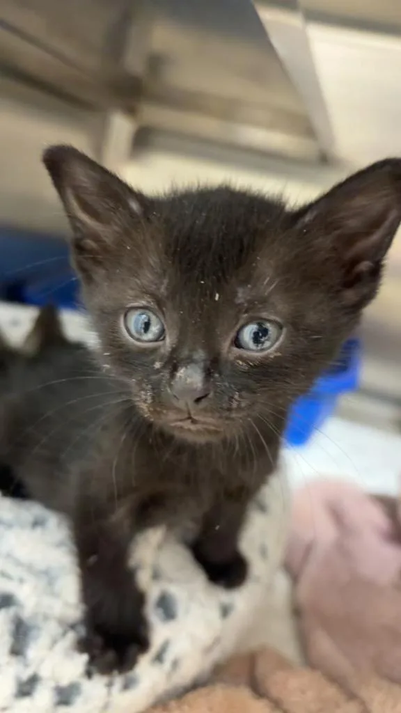 A baby medium-sized female Domestic Short Hair cat named Emmy for adoption in Great Bend, KS
