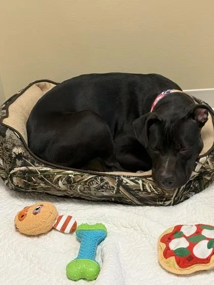A young medium-sized female Black Terrier dog named Babirasu for adoption in Jefferson, WI