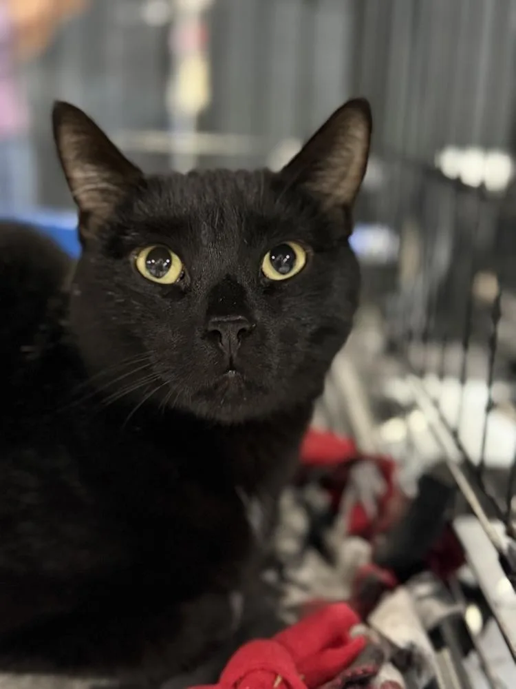 An adult medium-sized male Black Domestic Short Hair cat named Mundial for adoption in Milltown, NJ