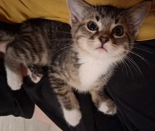 A young small-sized male Tabby (Gray / Blue / Silver) Domestic Short Hair cat named Ciabatta for adoption in Webster City, IA