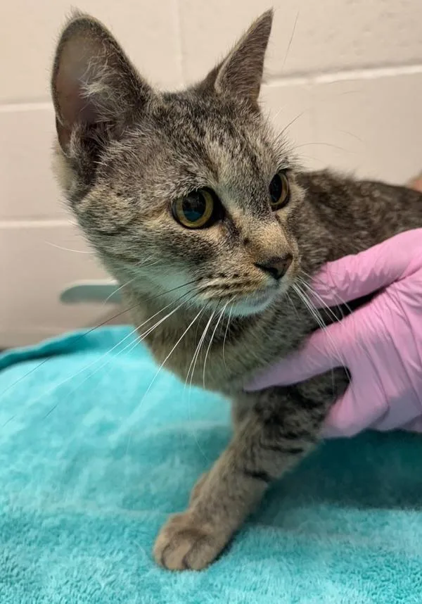 A senior medium-sized female Domestic Short Hair cat named Ruby for adoption in El Cajon, CA