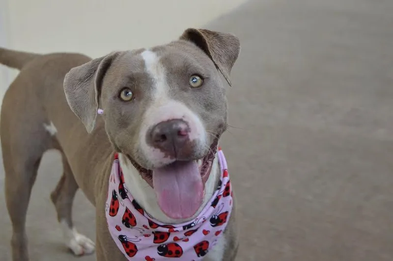 A young large-sized female Pit Bull Terrier dog named Lemon for adoption in McKinney, TX