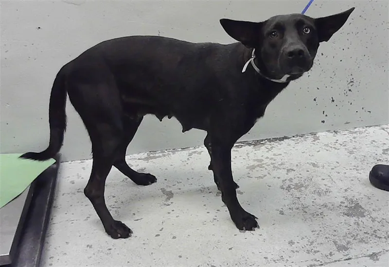 A young medium-sized female Catahoula Leopard Dog dog named Nebula for adoption in Houston, TX