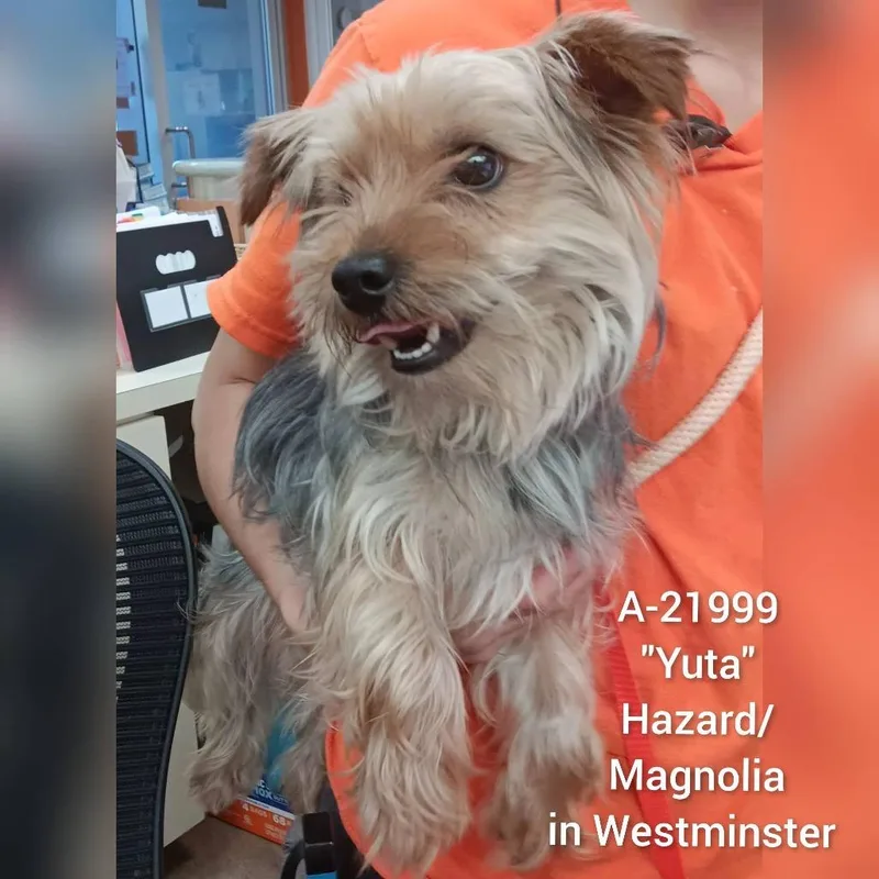 An adult small-sized male Yellow / Tan / Blond / Fawn Yorkshire Terrier dog named Yuta for adoption in Westminster, CA