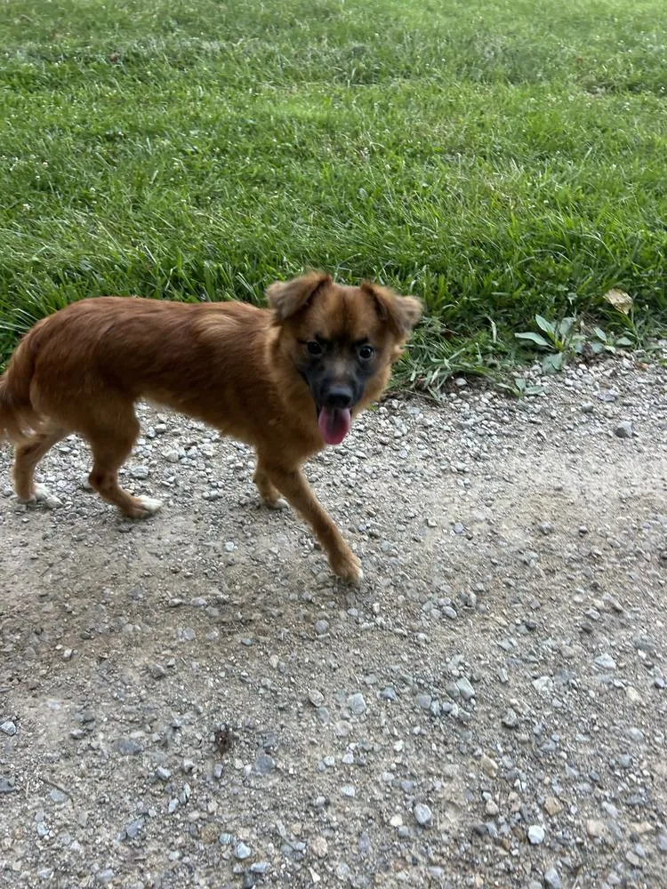 An adult small-sized male Red / Chestnut / Orange Pomeranian dog named Jack Red for adoption in Aurora, IN
