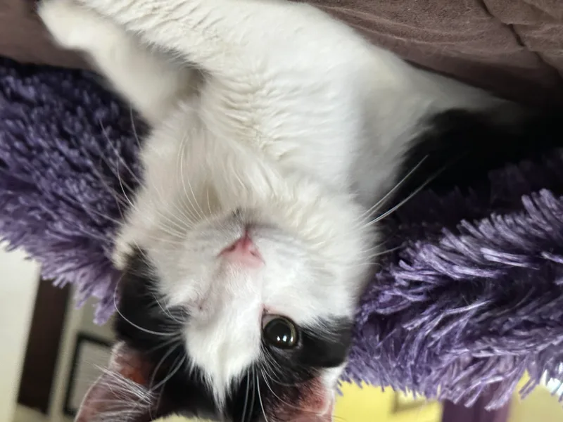 Hooty And Owlberta thumbnail 2