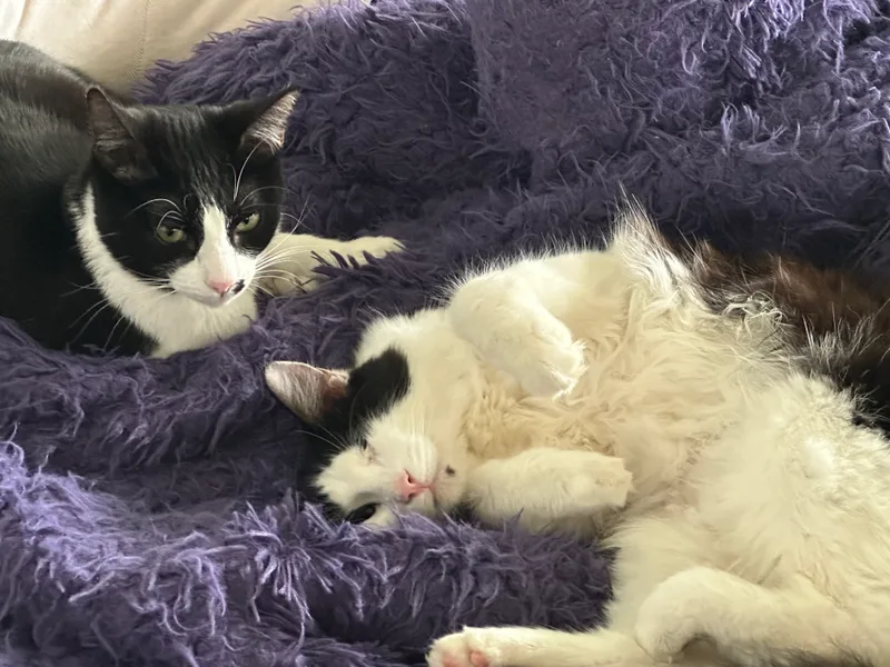 Hooty And Owlberta thumbnail 3