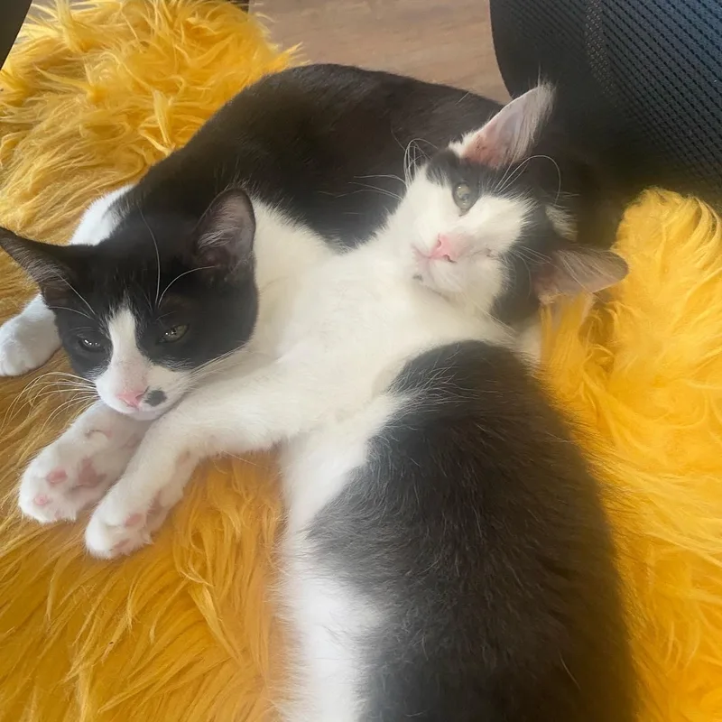 Hooty And Owlberta thumbnail 4