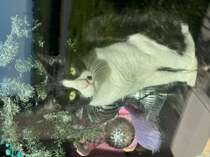 Hooty And Owlberta thumbnail 5