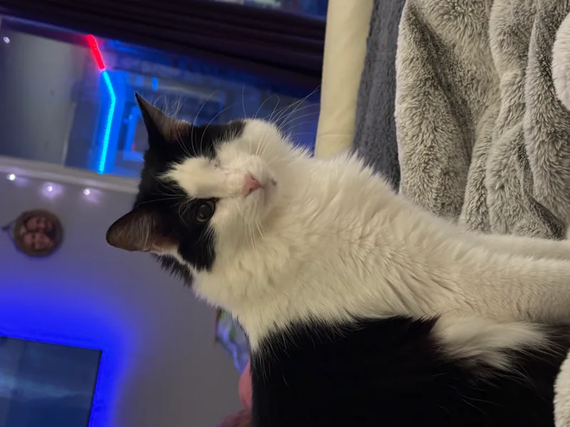 Hooty And Owlberta thumbnail 6