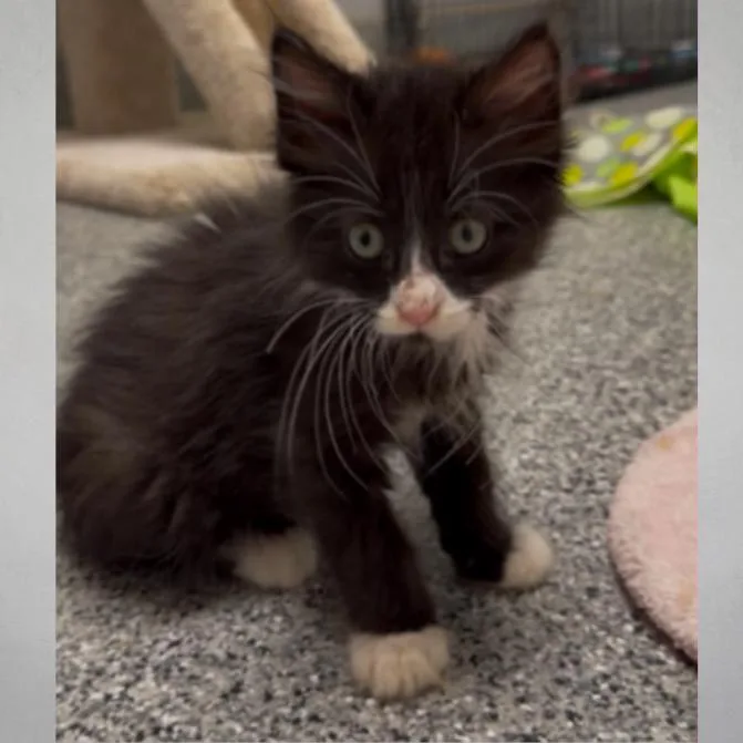 A baby small-sized male Black Domestic Short Hair cat named Dizi for adoption in Wichita, KS