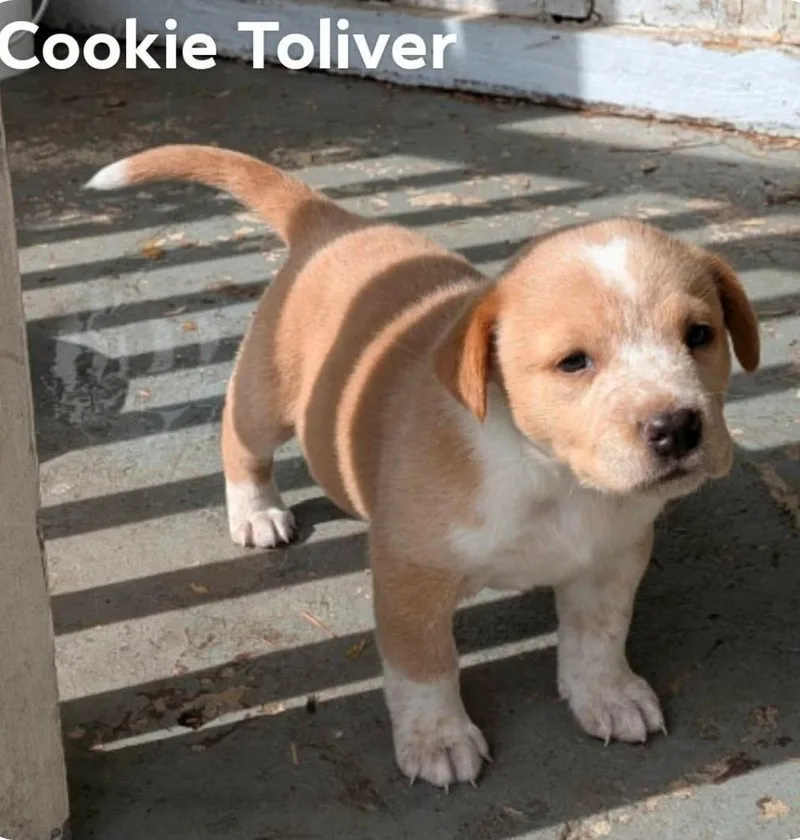 A baby medium-sized female Labrador Retriever dog named Cookie for adoption in El Dorado, AR