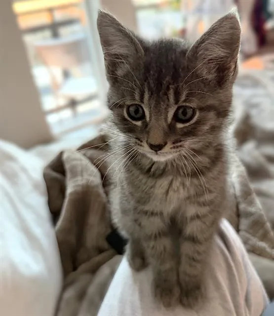 A baby small-sized male Domestic Short Hair cat named Finn for adoption in Sacramento, CA