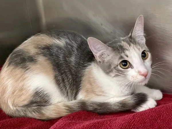 A baby small-sized female Domestic Short Hair cat named Agent for adoption in Austin, TX
