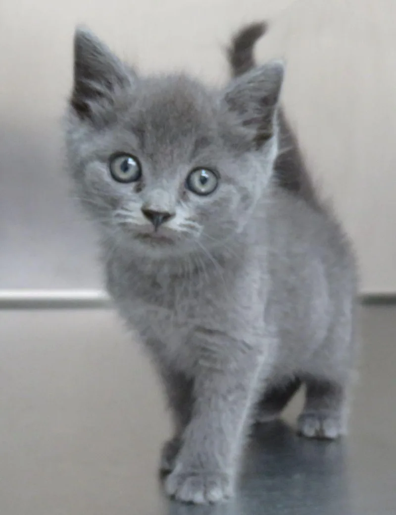 A baby medium-sized female Gray / Blue / Silver Domestic Short Hair cat named Fabula for adoption in Lexington, VA