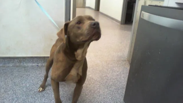 An adult medium-sized male Pit Bull Terrier dog named Prince for adoption in Charlotte, NC