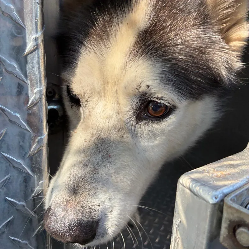An adult large-sized male Black Siberian Husky dog named Longhorn for adoption in Greensboro, NC