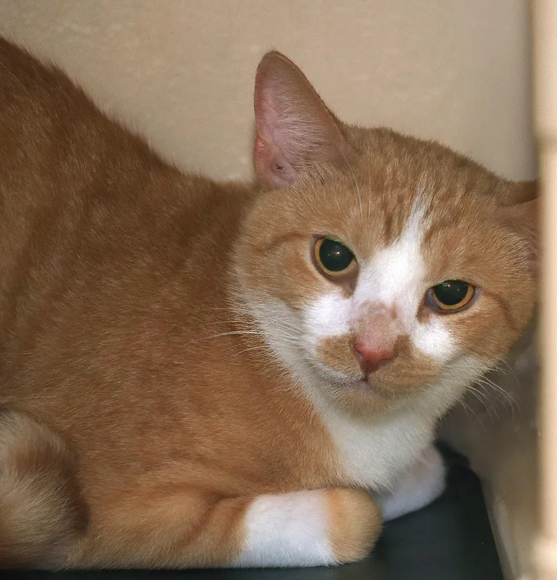 A young medium-sized male Domestic Short Hair cat named Monterey Jack for adoption in North Fort Myers, FL