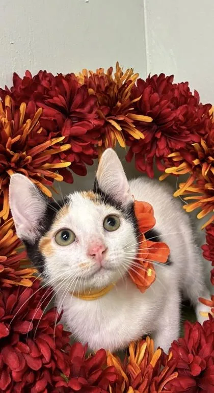 A baby medium-sized female Domestic Short Hair cat named Autumn for adoption in Picayune, MS