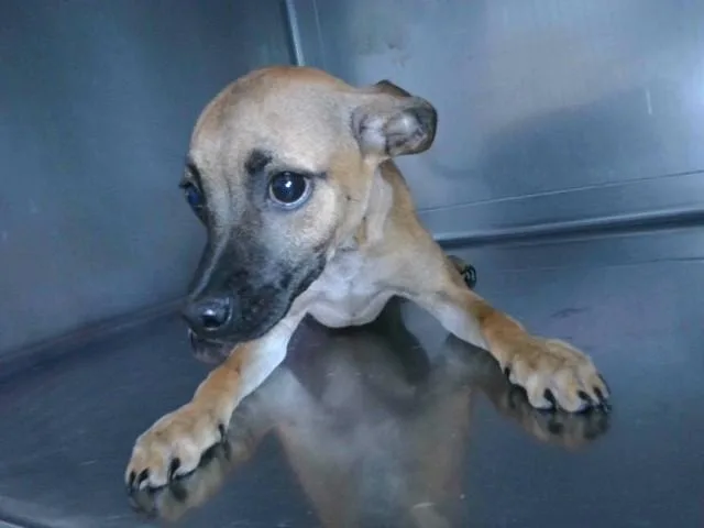 A baby medium-sized female Terrier dog named Nova for adoption in Baldwin Park, CA