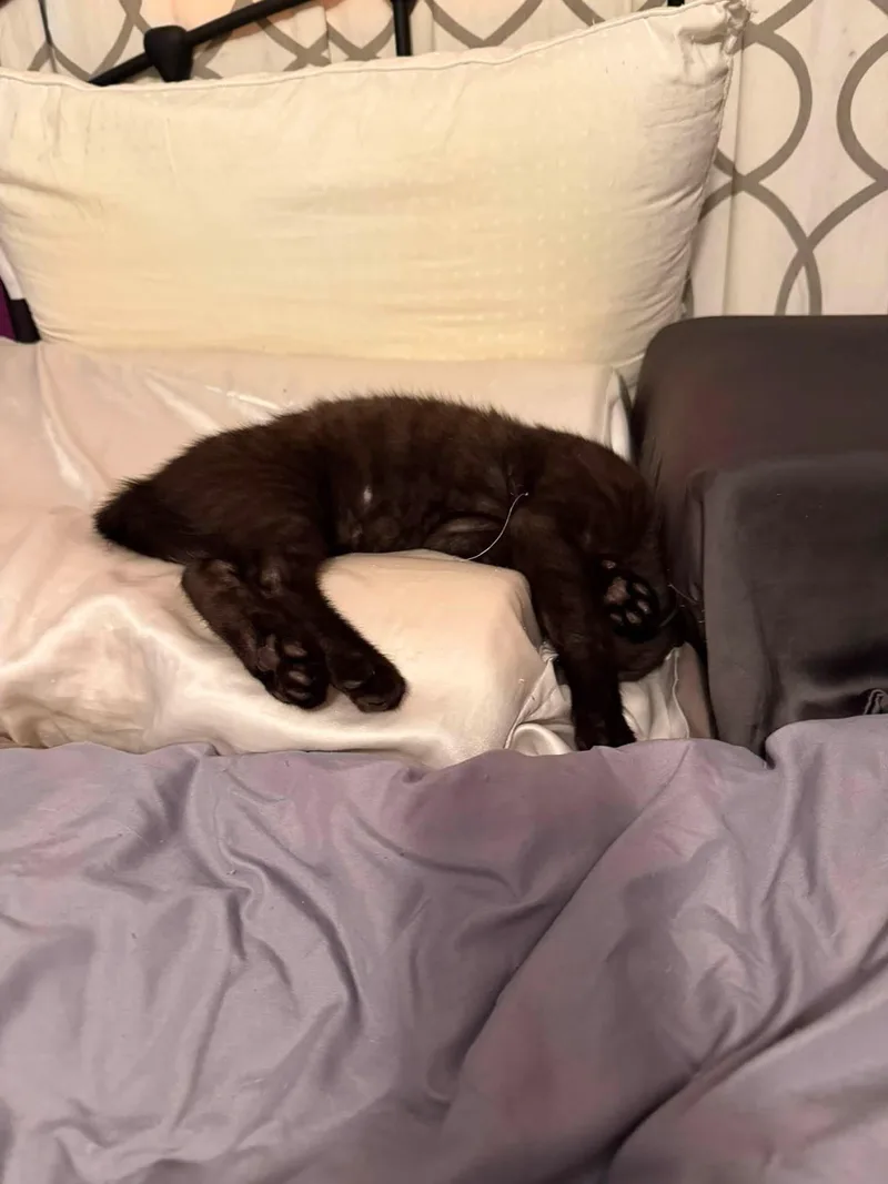 A baby small-sized male Domestic Short Hair cat named Ben for adoption in Enfield, CT