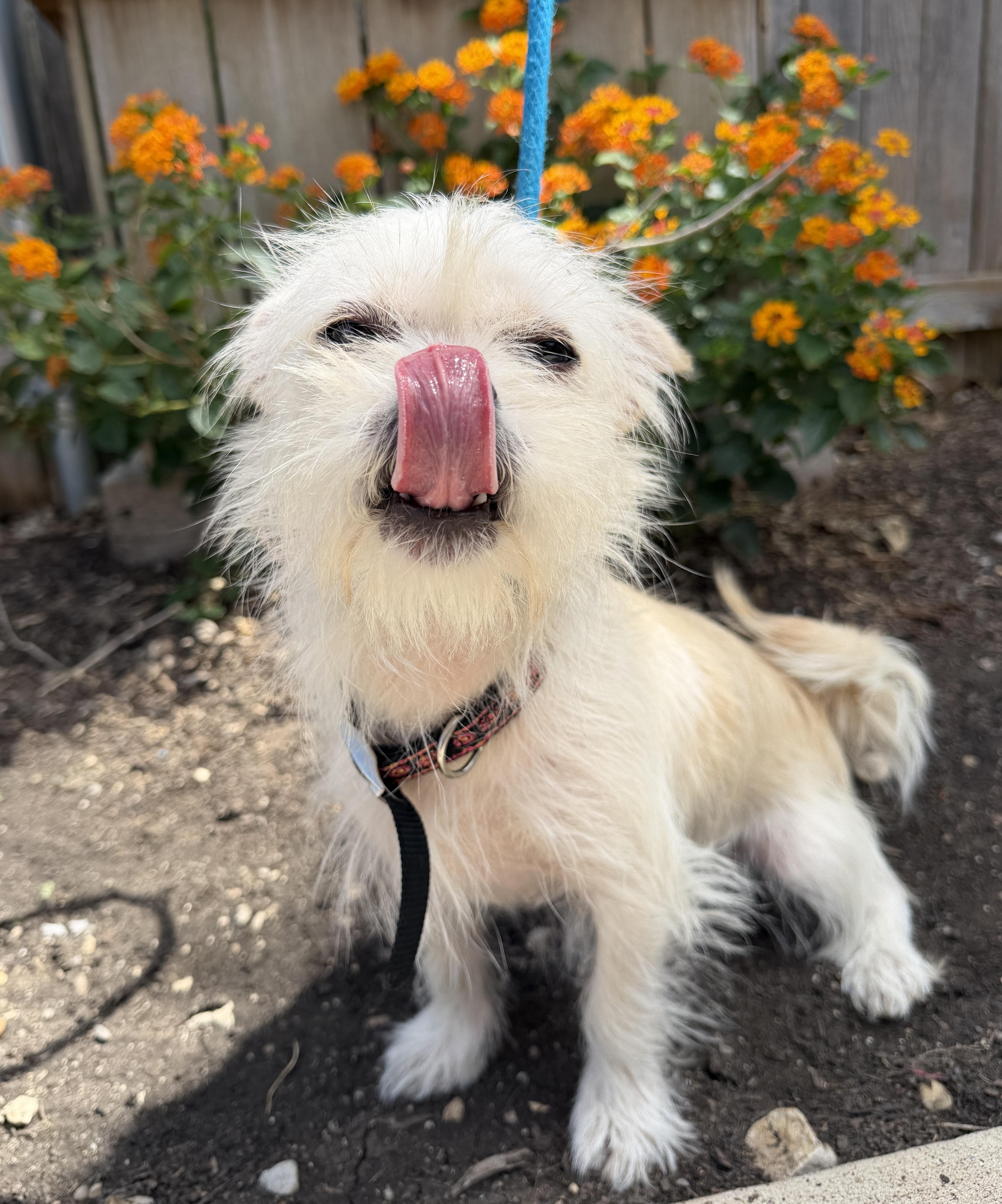 An adult small-sized male White / Cream Terrier dog named England for adoption in Plano, TX