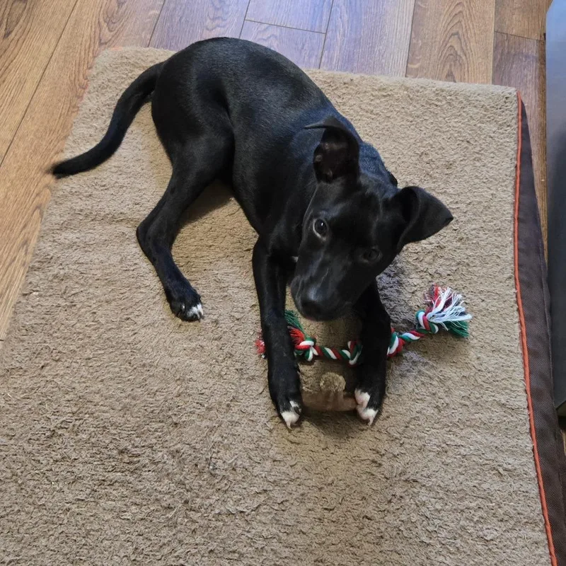 A baby medium-sized male Black Labrador Retriever dog named River for adoption in Alexandria, VA