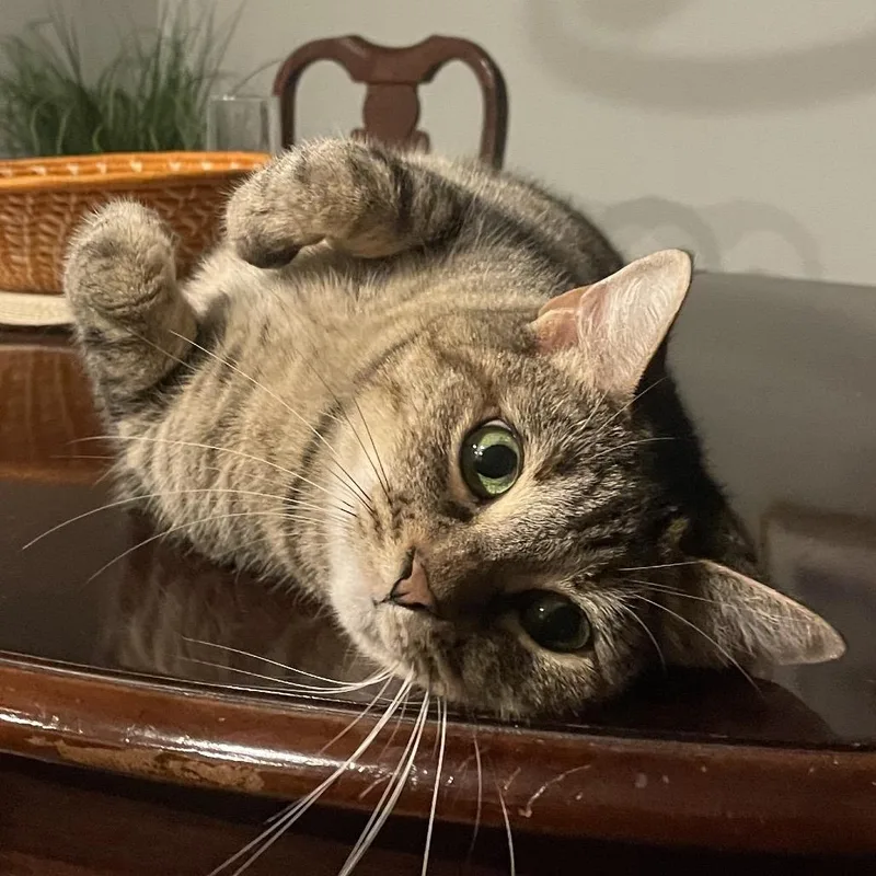 A senior large-sized female Domestic Short Hair cat named Annie for adoption in Cumming, GA