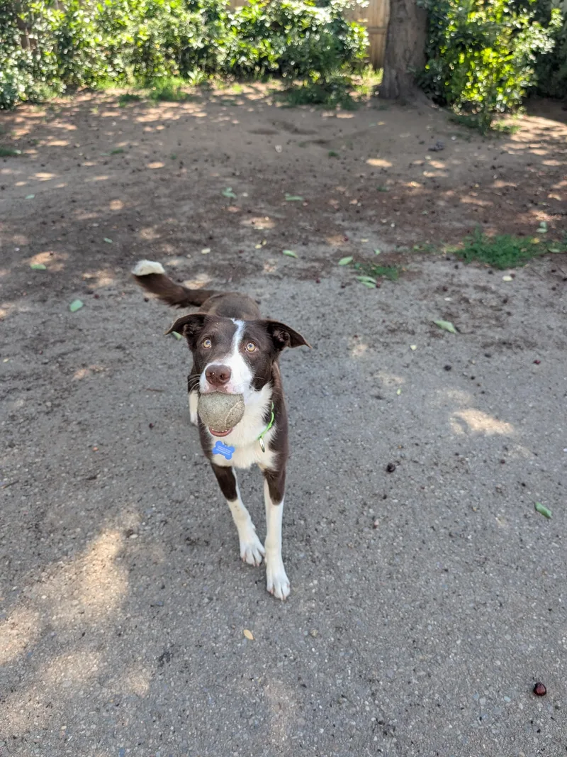 A young medium-sized female Brown / Chocolate Border Collie dog named Josie for adoption in COEUR D ALENE, ID