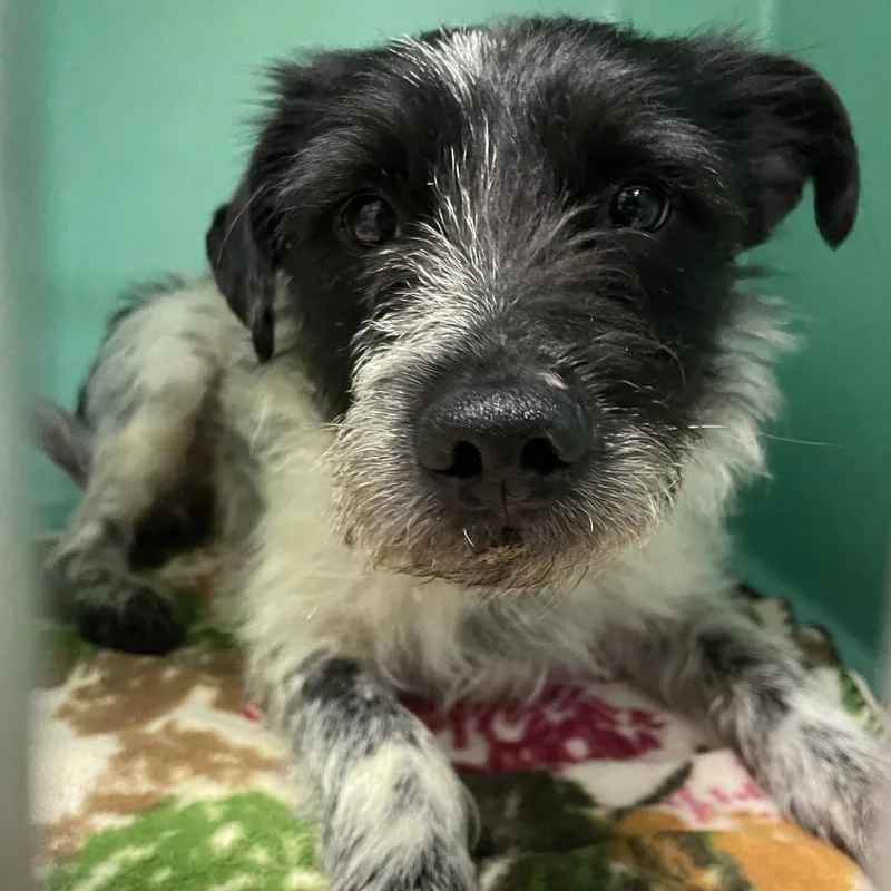 An adult small-sized male Gray / Blue / Silver Terrier dog named Franky for adoption in Spokane, WA
