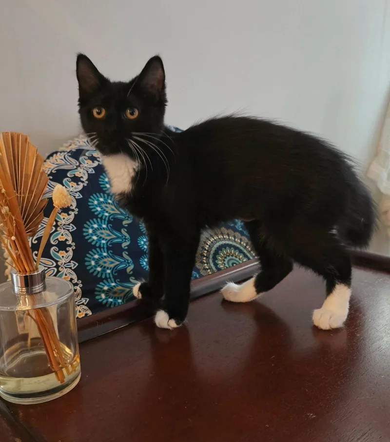 A baby small-sized female Domestic Short Hair cat named Bitsy for adoption in Mount Pleasant, SC