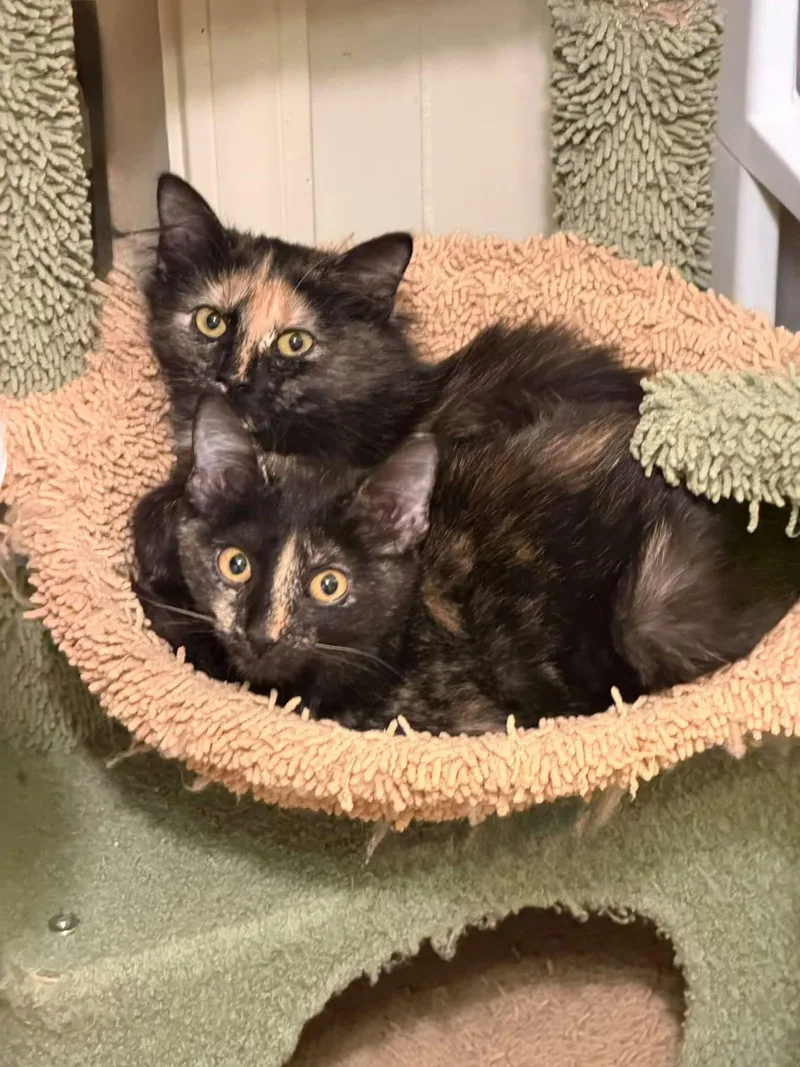 A baby medium-sized female Tortoiseshell cat named Malani for adoption in Hammond, LA