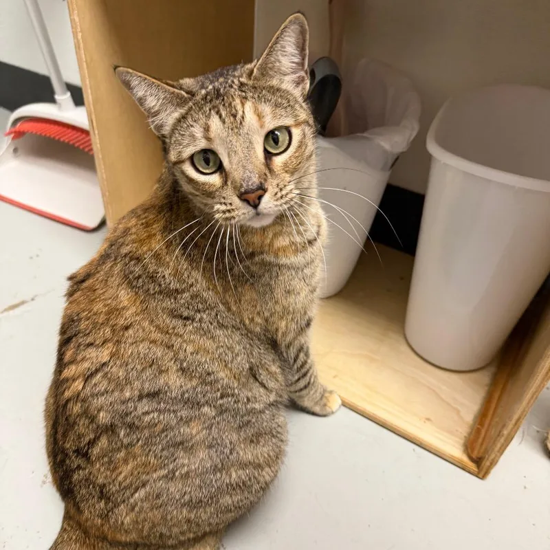 Calliope thumbnail 2