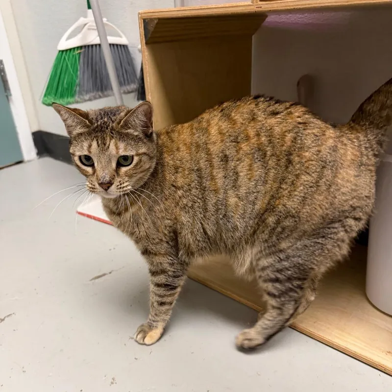 Calliope thumbnail 3