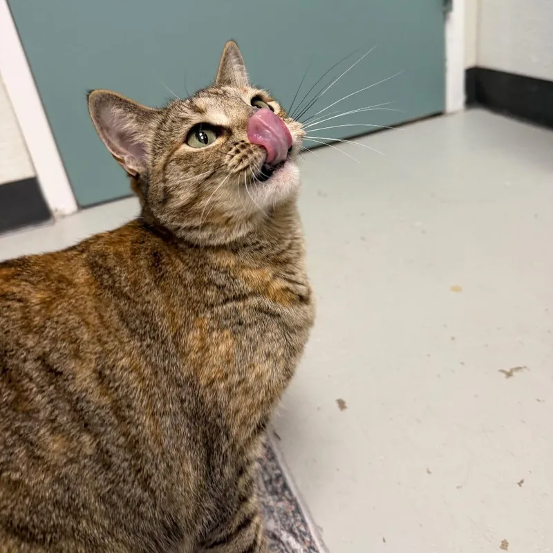 Calliope thumbnail 4