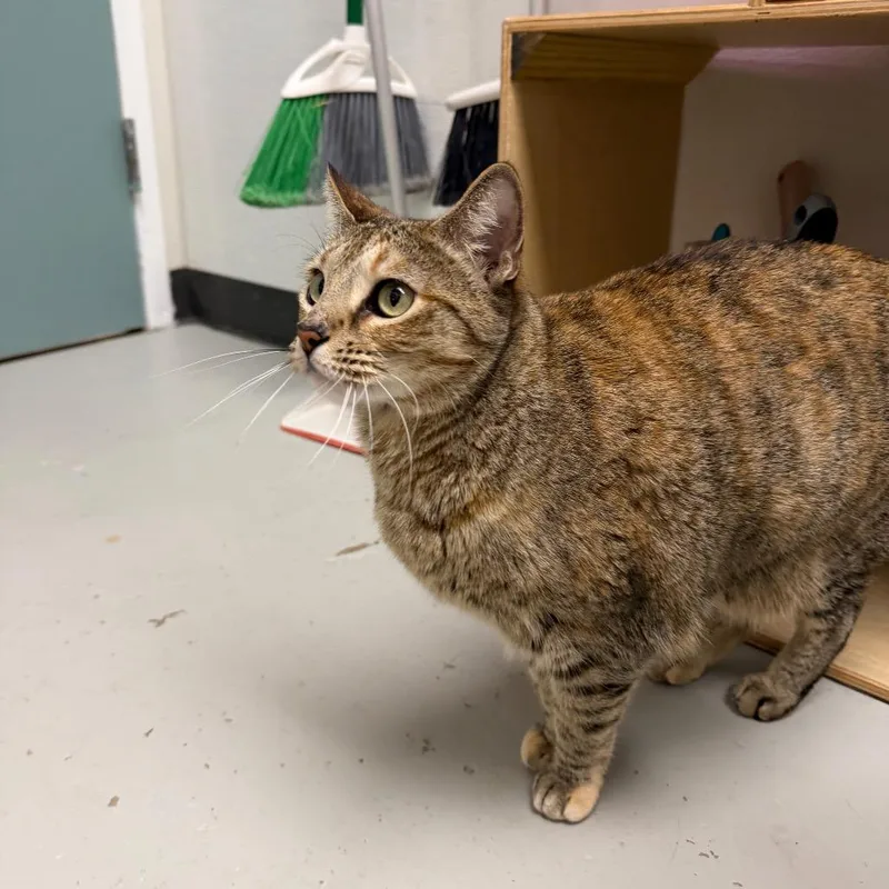 Calliope thumbnail 6