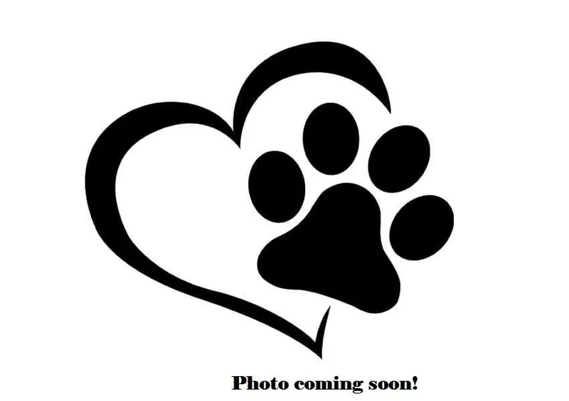 A young medium-sized male American Bully dog named Alaric for adoption in Iowa City, IA