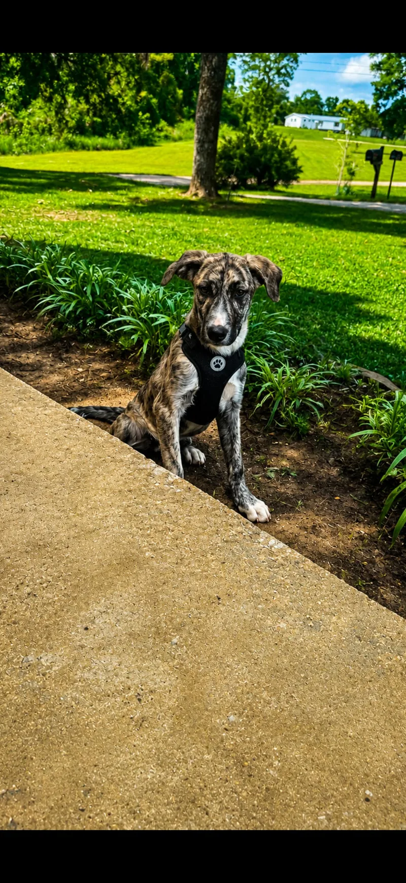 A baby medium-sized male Brindle Labrador Retriever dog named Robert Plant for adoption in Holly Springs, MS