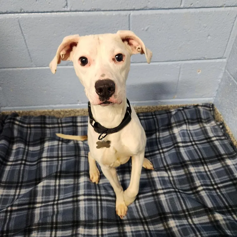 Quad Pup: George thumbnail 3