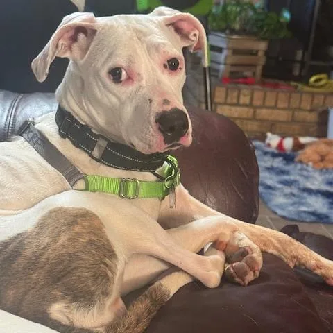 Quad Pup: George thumbnail 4