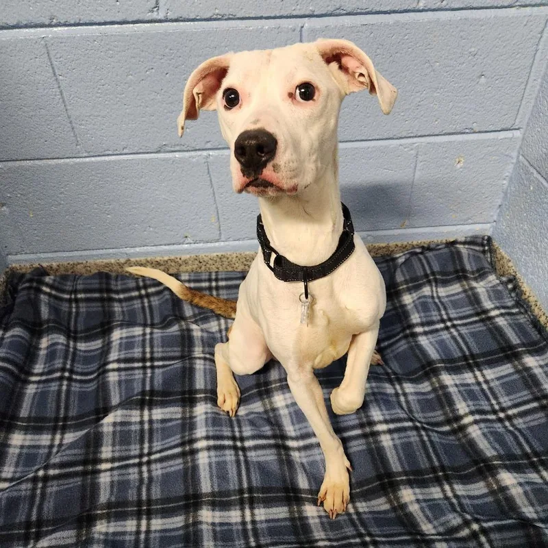 Quad Pup: George thumbnail 5